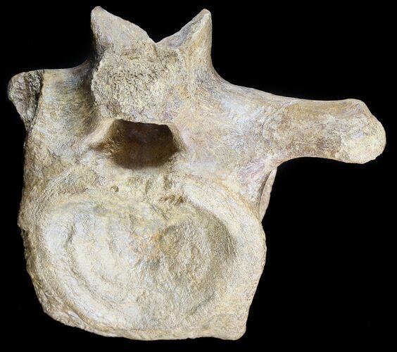 Edmontosaurus (Hadrosaur) Vertebrae - Montana #50535